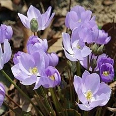 깽깽이풀 노지월동 다년초 다년생 모종 9cm포트 DN069