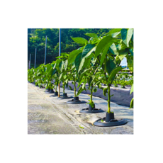 멀칭닥터 100개세트 농업용 잡초방지제거 제초 해충방지 냉해예방 비닐하우스 주말농장필수