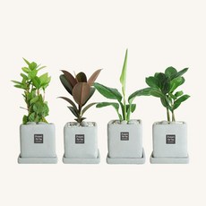 플랜트스토리 스페셜그레이 소형 4종 화분 세트, 1세트, L형 산호수+고무나무+금전수+스파티필름