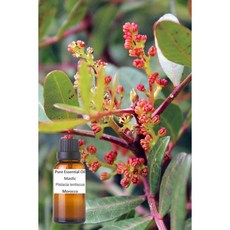 薰陸香純精油 Mastic Pure Essential Oil Pistacia lentiscus Morocco, 1個, 30ml