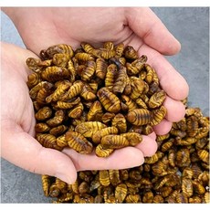 냉동 번데기 2kg 길거리음식 주전부리 간식 안주, 1개