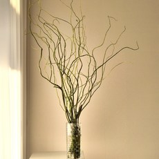 곱슬버들 버들가지 절화 그린소재 인테리어 수경식물 생화택배 양재꽃시장 복홈, 1개, 작은단