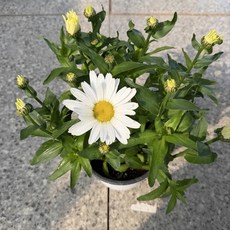 꽃심야생화 키작은샤스타데이지-마돈나 노지월동다년초 왜성종 10cm화분묘, 3개