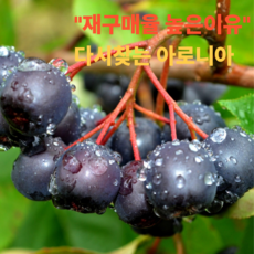초특가 냉동 아로니아 특품, 1박스, 1kg (줄기제거 특품)