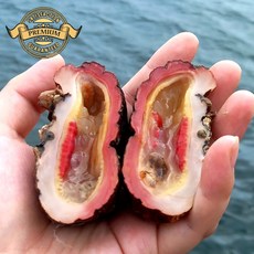 [품질 보장 실패없는 자연산 돌멍게] 프리미엄 해녀가 잡은 자연산 통영 돌멍 잡은 횟감용 돌멍게 배송, 1개