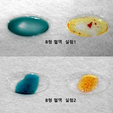혈액형 판별실험(5인세트)