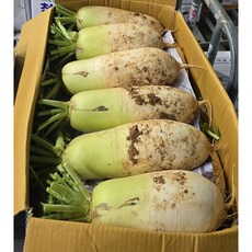 국내산 황토밭 햇무 (박스무게 포함) 알뜰농장, 1개, 20kg
