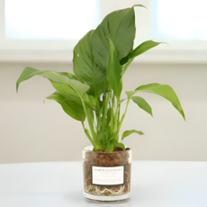 피오그린 천연 가습기 원통유리 하이드로볼 수경세트 공기정화식물 거실인테리어, 1개, 13 스파티필름