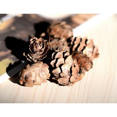 隨草憶境 乾燥松果 聖誕裝飾手工藝品材料, 5入（1.5-3cm）