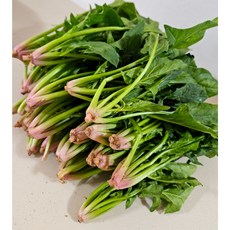 [선착순100박스 한정특가!] 남해 시금치 섬초 보물초 500g 1kg 2kg, 1개