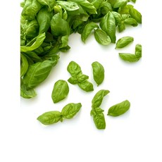 퍼핑빌리지 바질 500g 생바질 산지직송, 1개