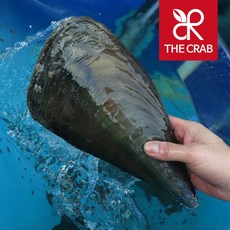 제철 생물 키조개, 1개, 중