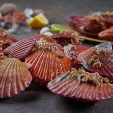 선주직송 제철 통영 홍가리비, 1박스, 3kg (60미 내외)