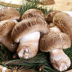 해송 국내산 송이 송화고버섯, 1박스, 500g (못난이)