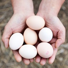 무항생제 자연방사 백봉 오골계 계란 유정란 초란 정란 부화용 산란용, 초란 10알, 1개
