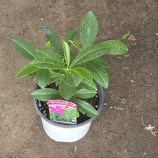 미니바오밥나무 사막의장미 소품 그린식물팜, 2개