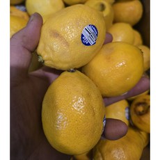 가람상점 팬시 레몬 못난이 가정용, 1개, 5kg 랜덤과