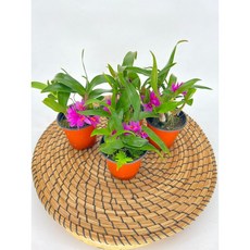 히비끼 난초 소품 4개발송 찐분홍꽃이 오래가요 디와이팜, 1세트