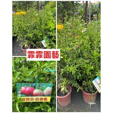 霏霏園藝 世界甜櫻桃 盆栽掛果