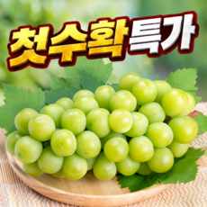 [2주제철특가] 고당도 샤인머스캣 샤인머스켓 포도, 1박스, 500g
