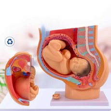 출산 모형 조산사 산부인과 자궁 태아 시뮬레이터, 1개