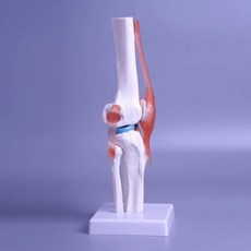 발목 뼈 발 모형 해부학 해골 인체 모델 인간 모형 발과, J. 무릎 조인트 모델 블루  무료, 1개