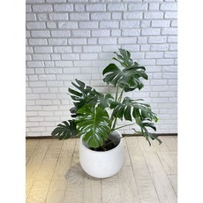 禮遇花田 室內觀葉植物 電信蘭 龜背芋, 1個