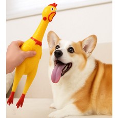 가을다미추천 개장난감 삑삑이닭장난감