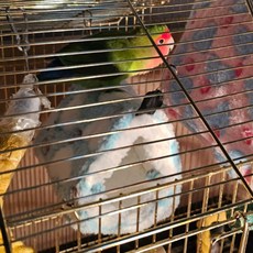 하트둥지 앵무새 포치 소, 1