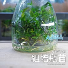 AC草影 - 水草造景、前景草、水族裝飾, 1個, 眼鏡蛇小榕 （組培瓶苗）