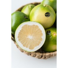 미국 메로골드 청자몽 특대과, 2kg, 1박스