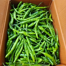 경남 밀양 [특품] 꽈리고추 국내산 100% 500g 1kg, 1개