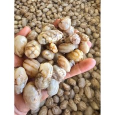 국내산 생물 오만둥이 미더덕 최상급 아이스팩 포장, 500g