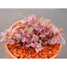 다육식물 볼켄시금 토분에 심은 다육이 분갈이 필요없는 다육화분 홈가드닝 반려식물 식집사 카페 사무실 소품 장식품 공기정화식물 화분째 배송합니다. 로뎀다육, 1개, 계절에따라변화