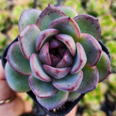 내맘대로골라 다육이 다육식물, 25번- 켓츠아이, 1개