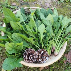 국내산 남해 보물초 해풍 시금치 1kg, 1개