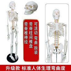 인체 모형 전신 스탠드 해부학 뼈 교육용 구조, A. 85cm C형