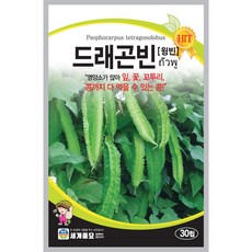 세계종묘 드레곤빈 씨앗 30립, 1개