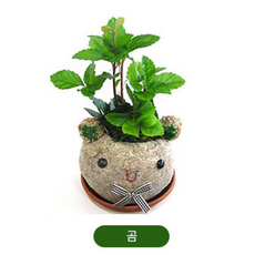 큰나무상사 망 동물캐릭터 토피어리 화분 만들기 잔디인형 (캐릭터형 곰), 1개