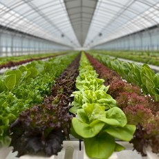 팜그루 유러피안샐러드 쌈채소1kg 로메인 버터헤드 유럽상추(하루40k한정), 1kg, 1박스