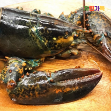 자연가득 연안 살아있는 랍스타 500g 1미, 1
