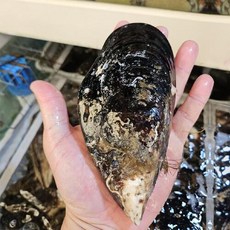 라꼼제이 동해 자연산 섭 1kg 4-5미 섭국 해장국 홍합탕, 동해 자연산 섭 1kg (4-5미 내외), 1개, 동해 자연산 섭 1kg (4-5미 내외)