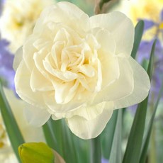 [큐가든] 향기 수선화 구근 더블 겹꽃 오브담 2개 유럽 직수입 겹수선화 특선