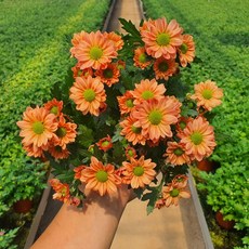 [무지개꽃/색상선택] 미니 국화 (꽃크기 3cm 소국 화분), 02. 살구색 (스위프티 애프리코트), 1개