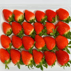 [재구매율 1위] 초고당도 국산 설향딸기, 설향 딸기 (특) 700g내외, 1세트