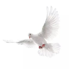 인조 깃털 비둘기 털 동물 박제 피규어 모형 선물 미니어처, 20cm, 1개