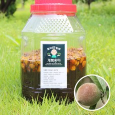 제천 야생 돌복숭아 효소 담근청 개복숭아 청, 5kg, 2개