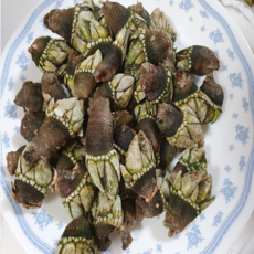 [조리편의] 전자레인지 30초만으로 완성되는 자연산 거북손 1kg, 1개, 쫄깃쫄깃 별미 거북손 1kg