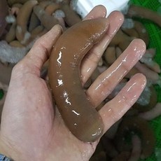 활 개불 10미