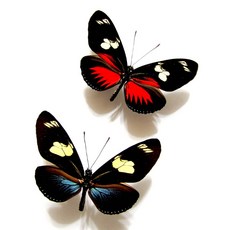 蟲新發現 蝴蝶標本A1級 紅藍毒蝶兩隻一組 未展翅乾貨 科學收藏, 藍